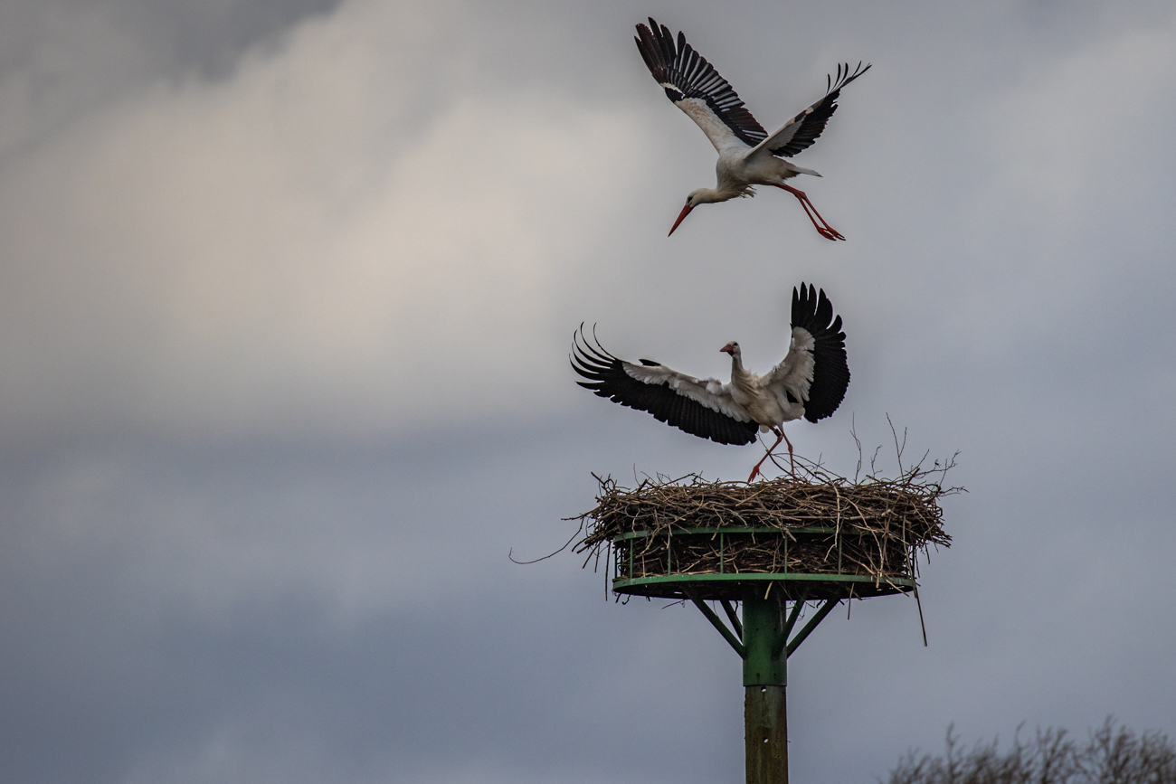 Doch auch dieses Eindringen wird erfolgreich abgewehrt