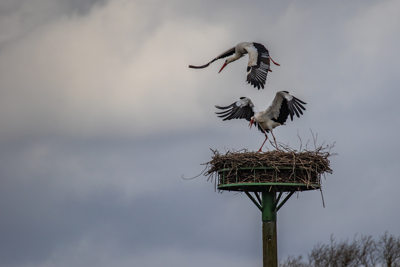 Der Fremdling l&auml;sst nun von seinem Vorhaben ab ...