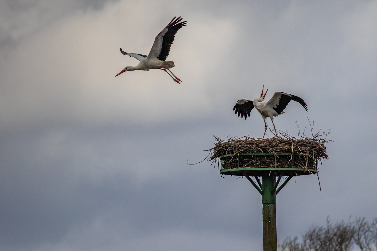 ... und verd&uuml;nnisiert sich