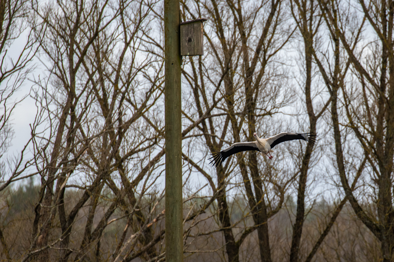 Nun kommt der richtige Partner/die richtige Partnerin zum Nest zur&uuml;ck