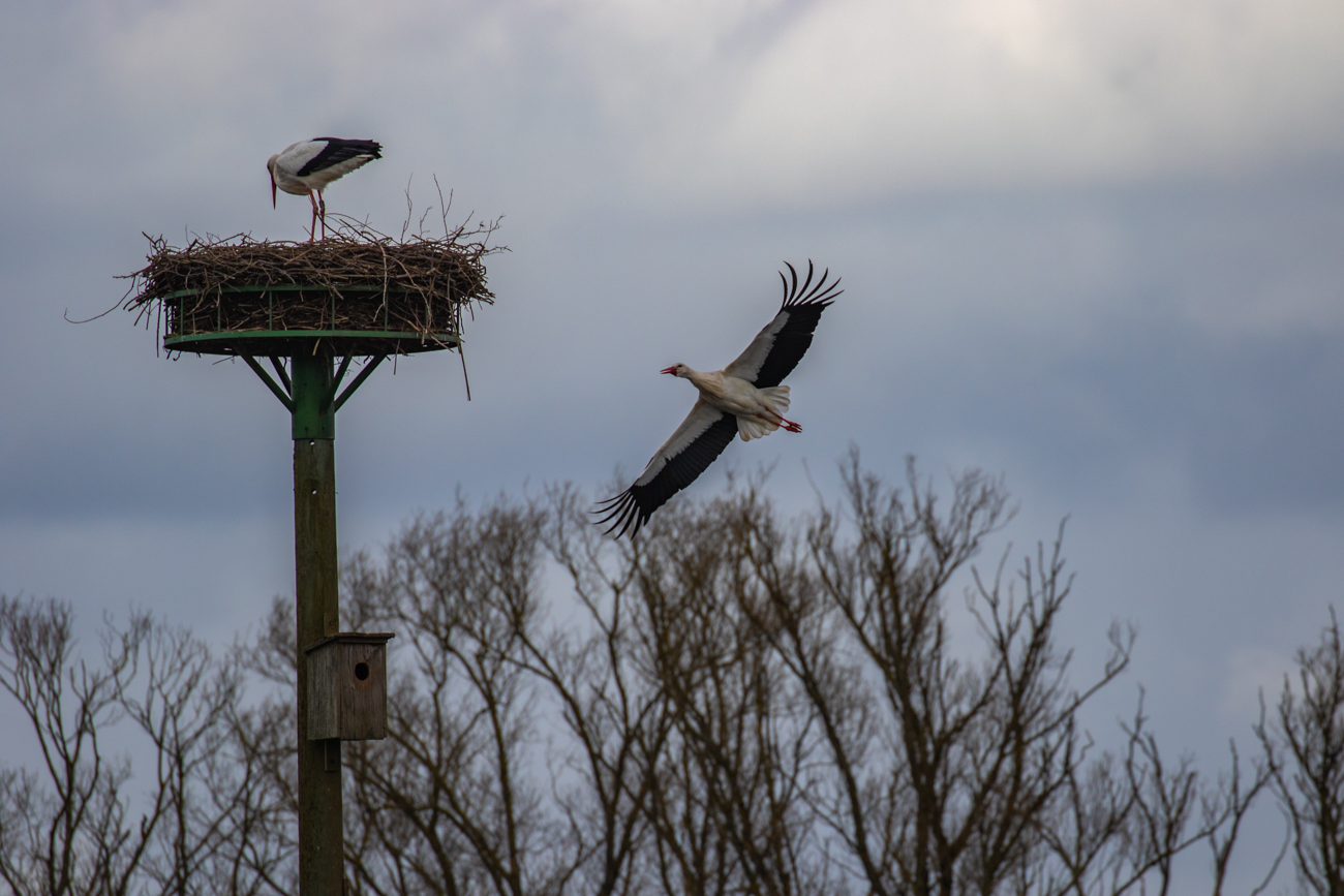 Anflug zum Nest