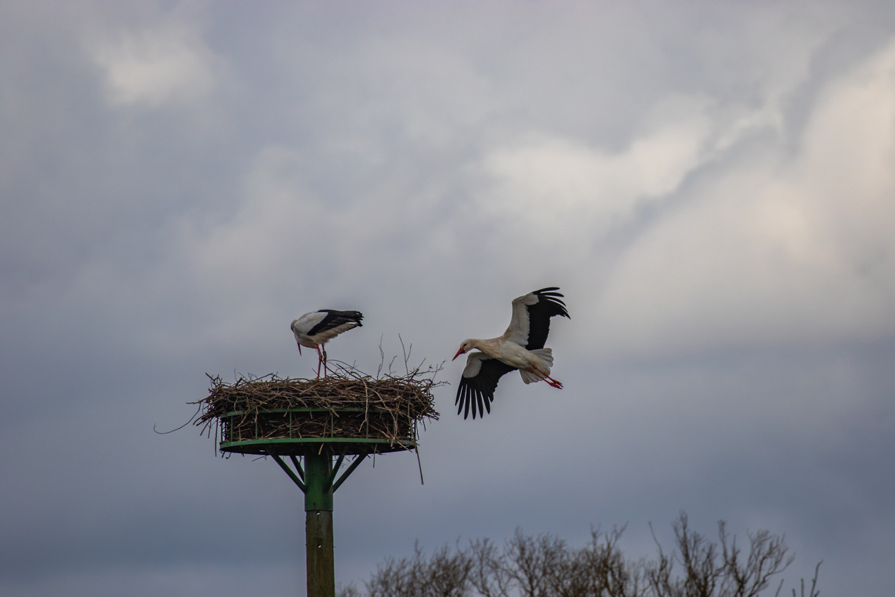 Fahrwerk ausfahren ...