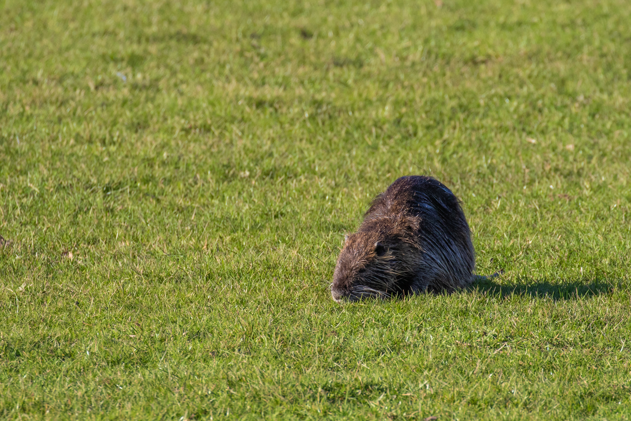 Nutria beim Fressen