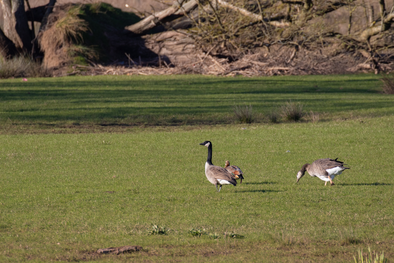 Kanadagans, Nilgans und Graugans