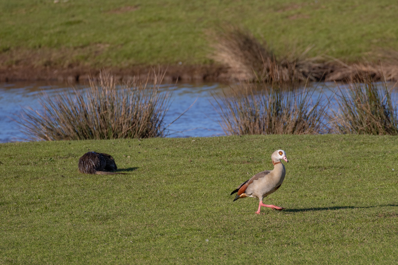Nutria und Nilgans