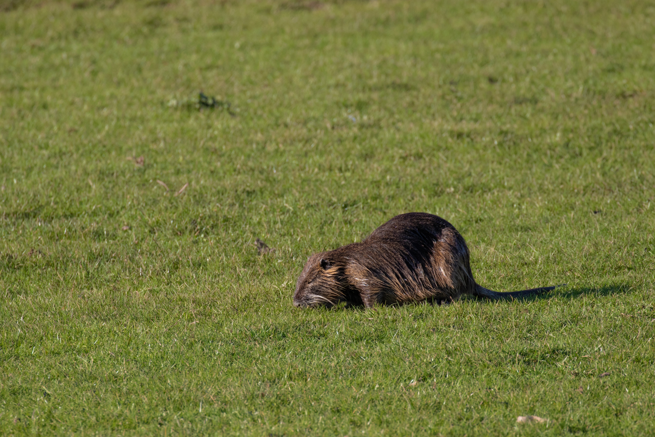 Nutria beim Fressen