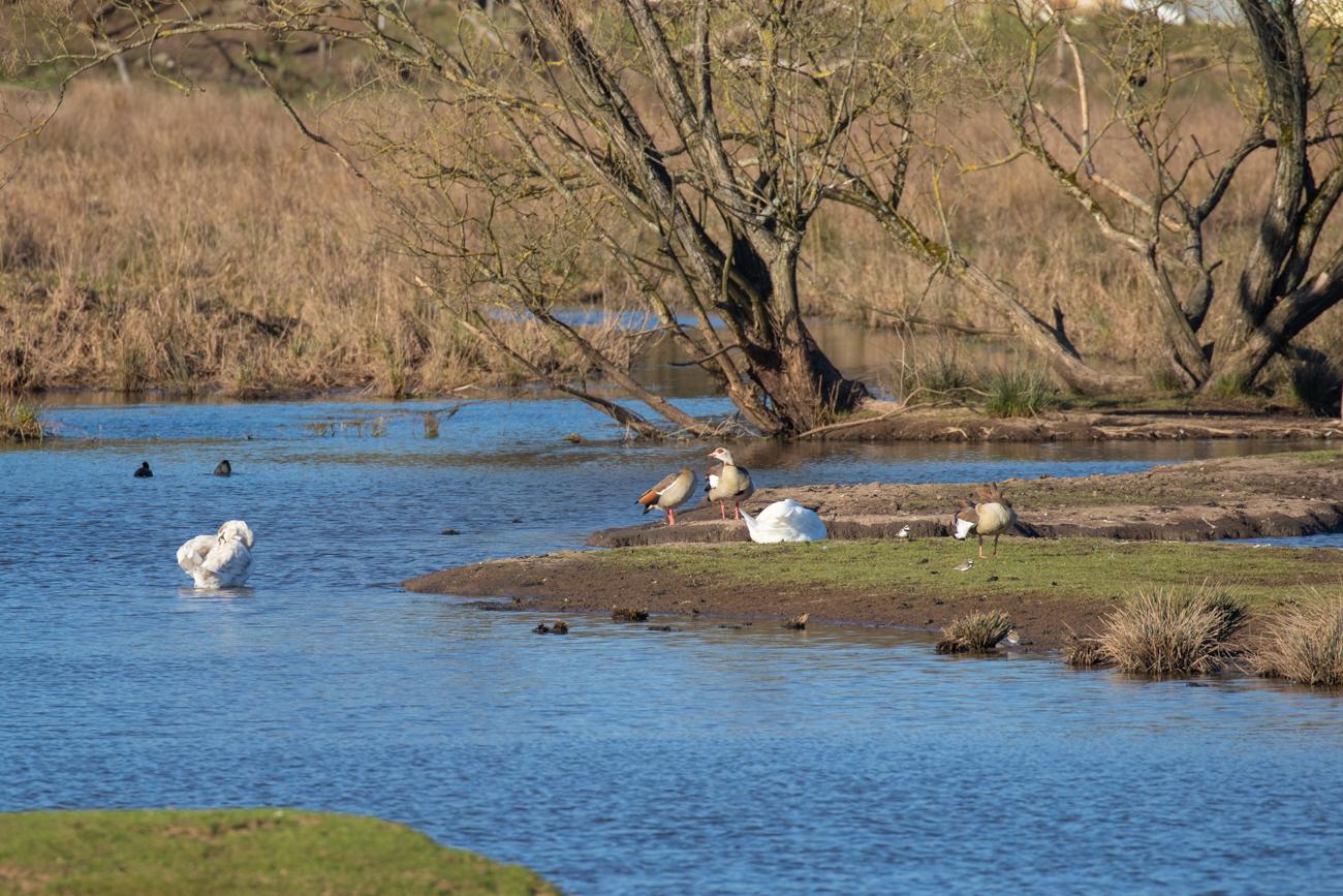 Schw&auml;ne und G&auml;nse
