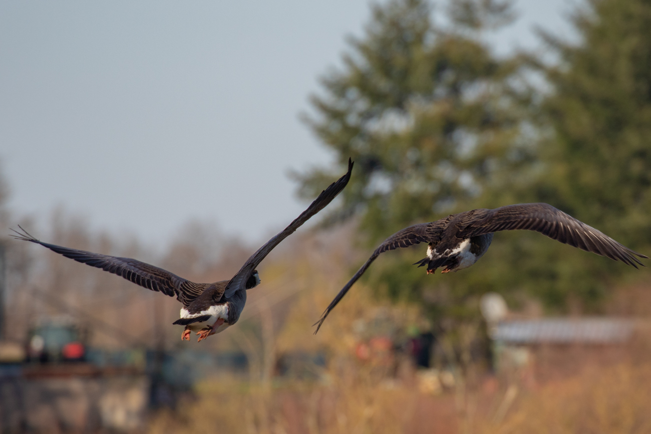 Abfliegende Kanadag&auml;nse