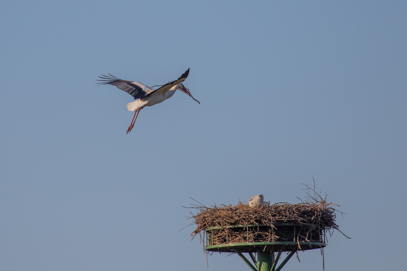 Storchenanflug mit Nistmaterial