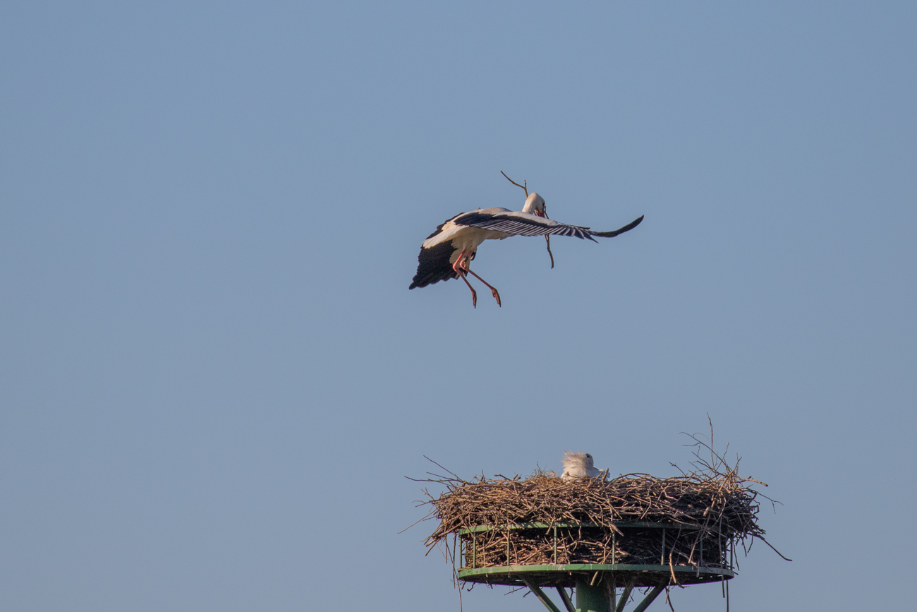 Storchenanflug mit Nistmaterial