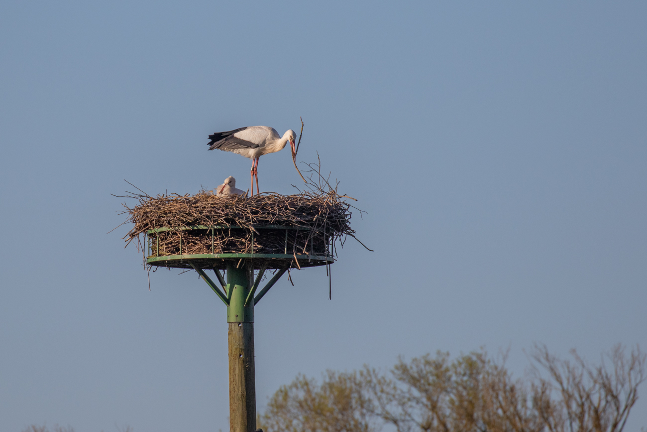 Wo stecke ich den Ast nun hin?
