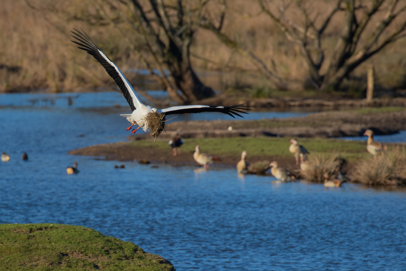Storch mit Nistmaterial