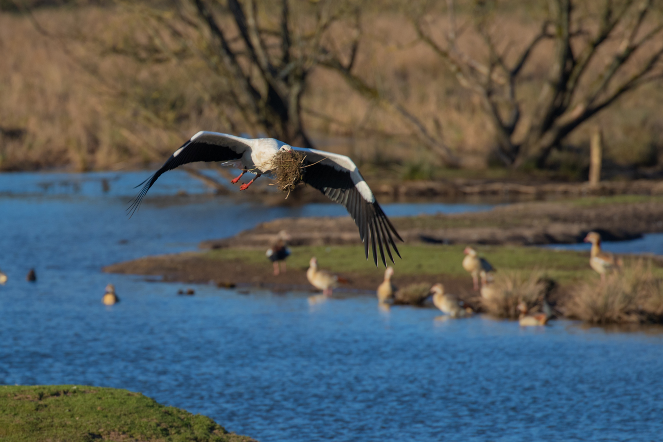 Storch mit Nistmaterial
