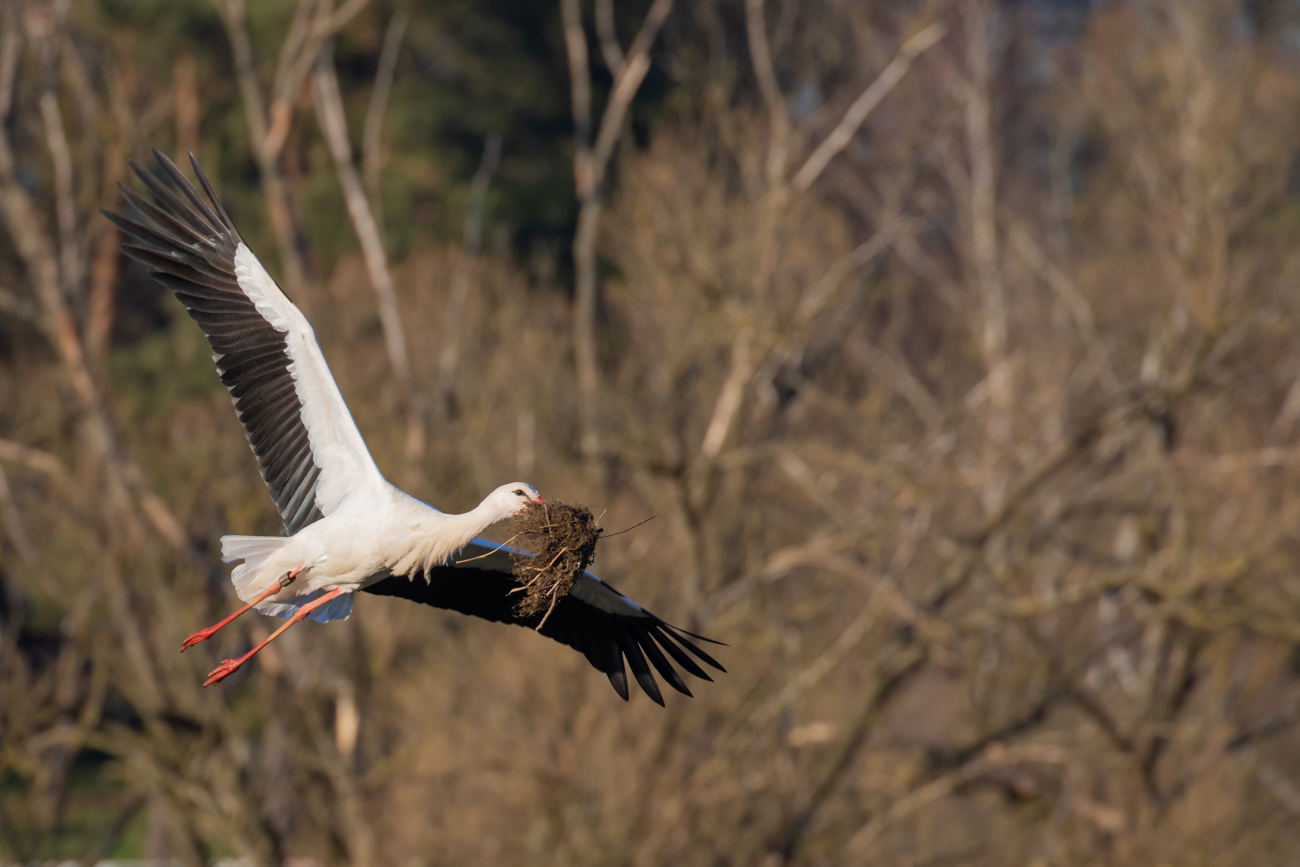 Der Storch fliegt einen gro&szlig;en Bogen ...