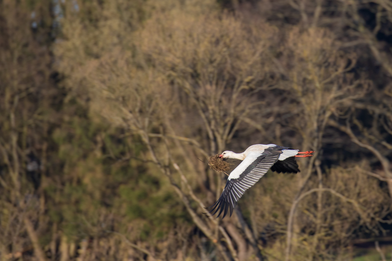 ... und Anflug zum Nest