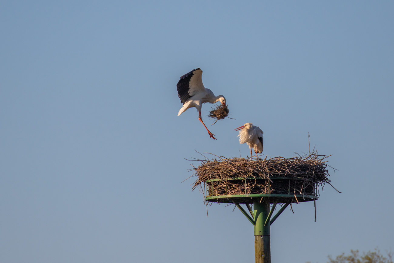 Anflug ans Nest