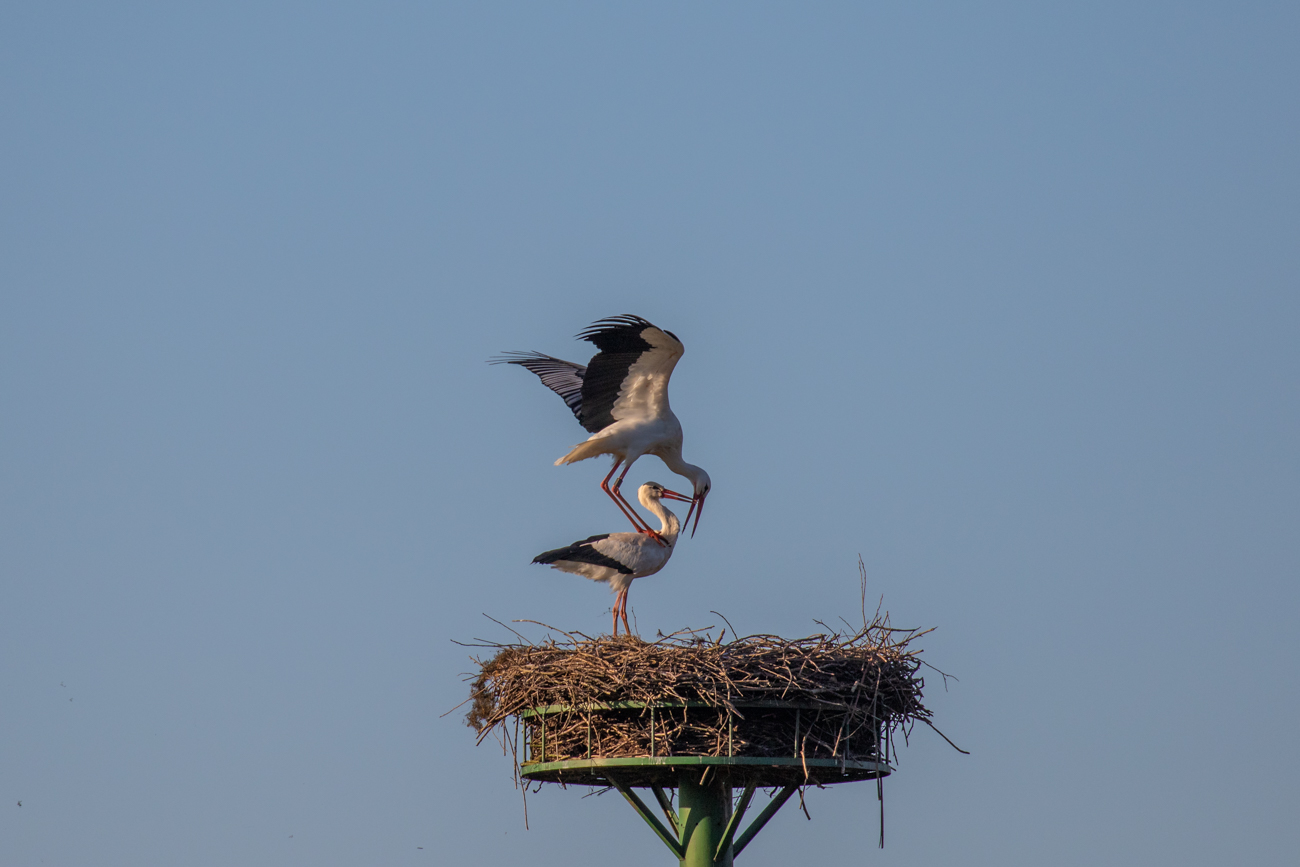 Dann wollen wir mal f&uuml;r den Nachwuchs sorgen ;-)