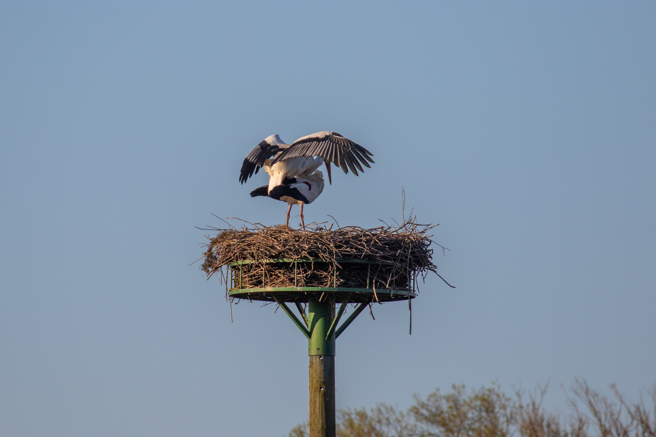 ... aber sch&ouml;n, dass man sowas bei Tieren in freier Natur beobachten kann