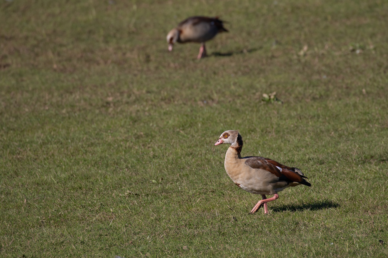 Nilgans