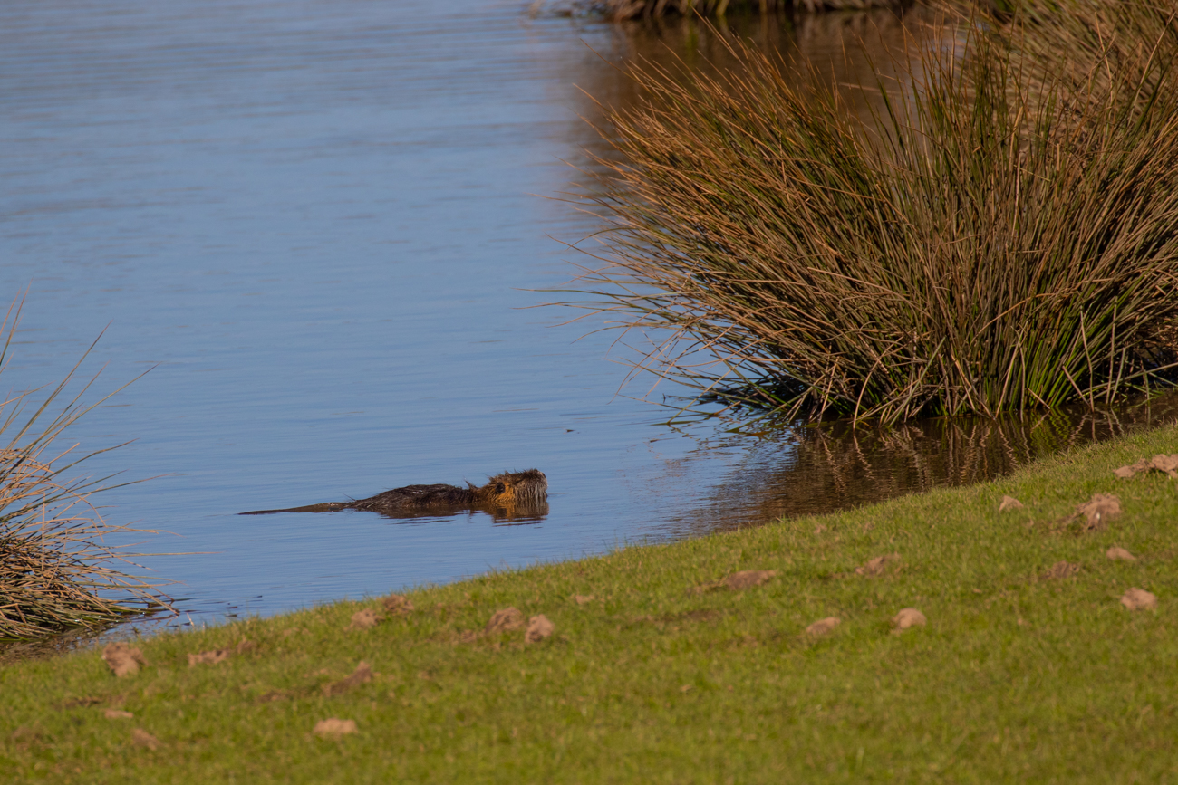 Nutria