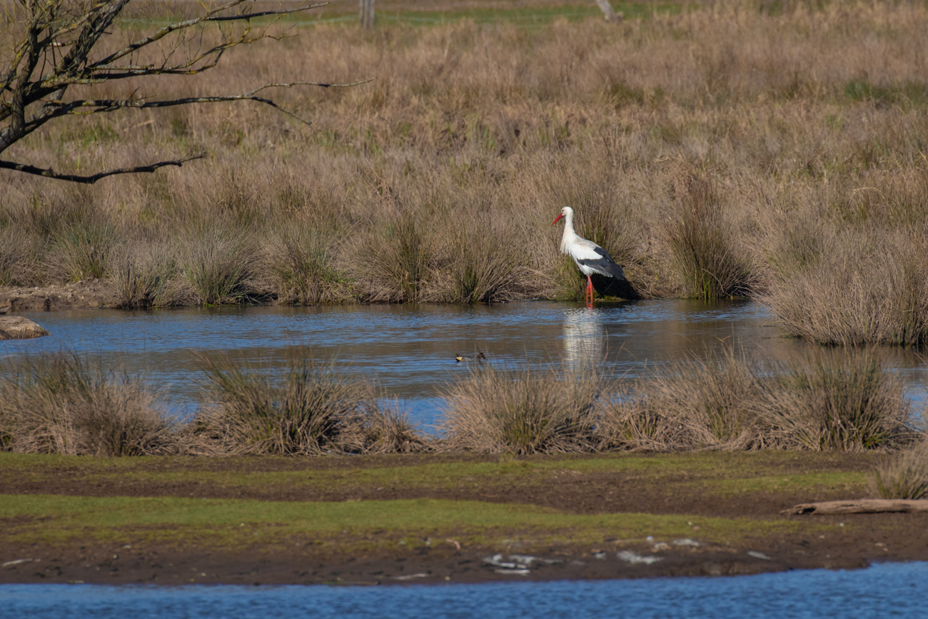 Storch bei der Futtersuche