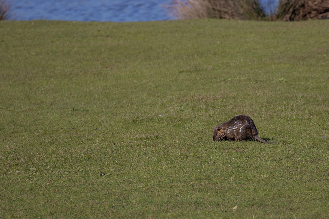Nutria