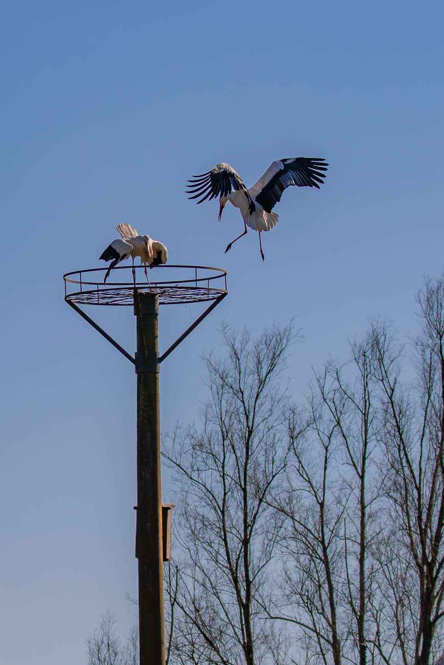 Ein anderes Storchenpaar besetzt eine k&uuml;nstliche Nisthilfe
