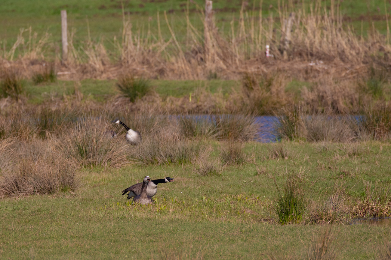 Aufgeregte G&auml;nse