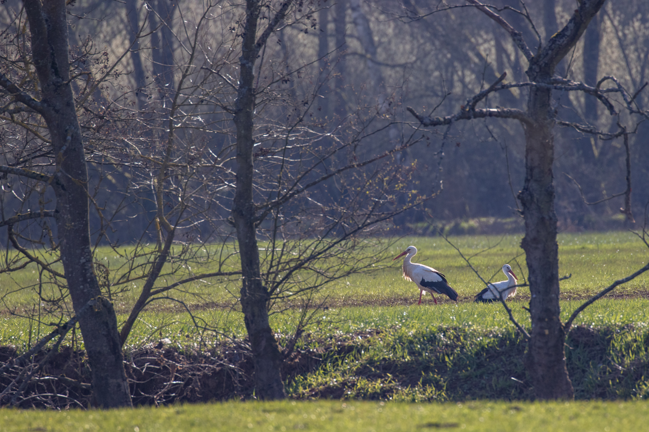 St&ouml;rche auf Futtersuche
