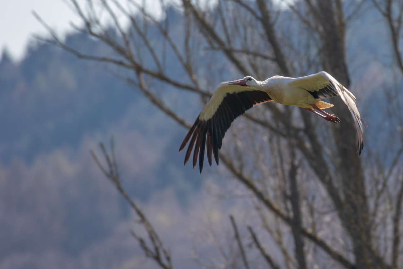 Anflug zur Nisthilfe