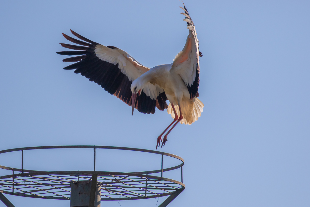 Anflug zur Nisthilfe