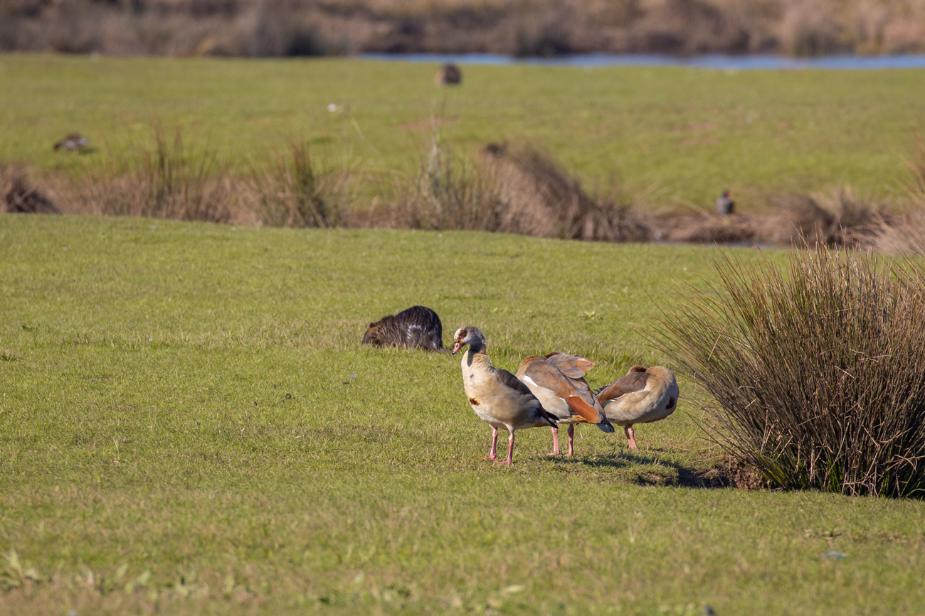 Nilg&auml;nse