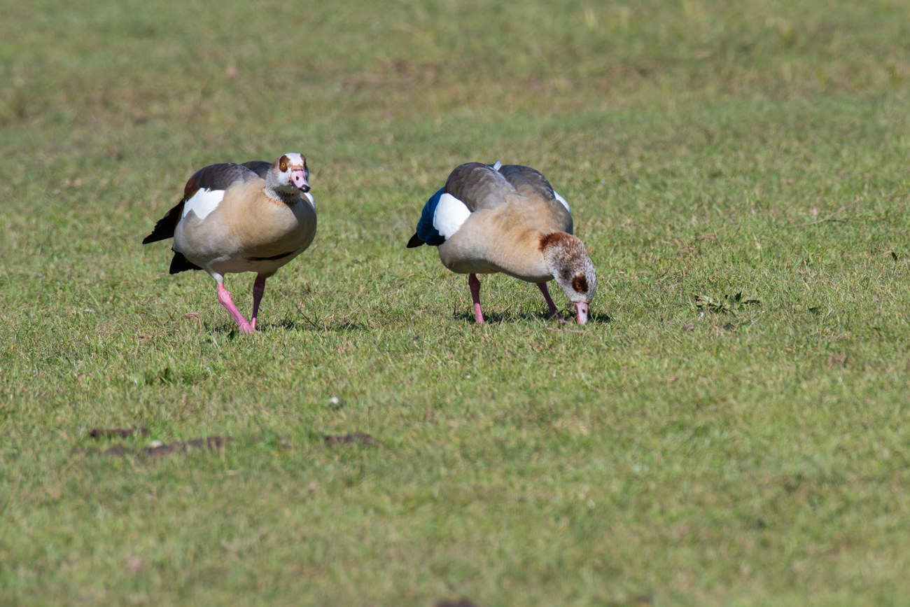 Nilg&auml;nse
