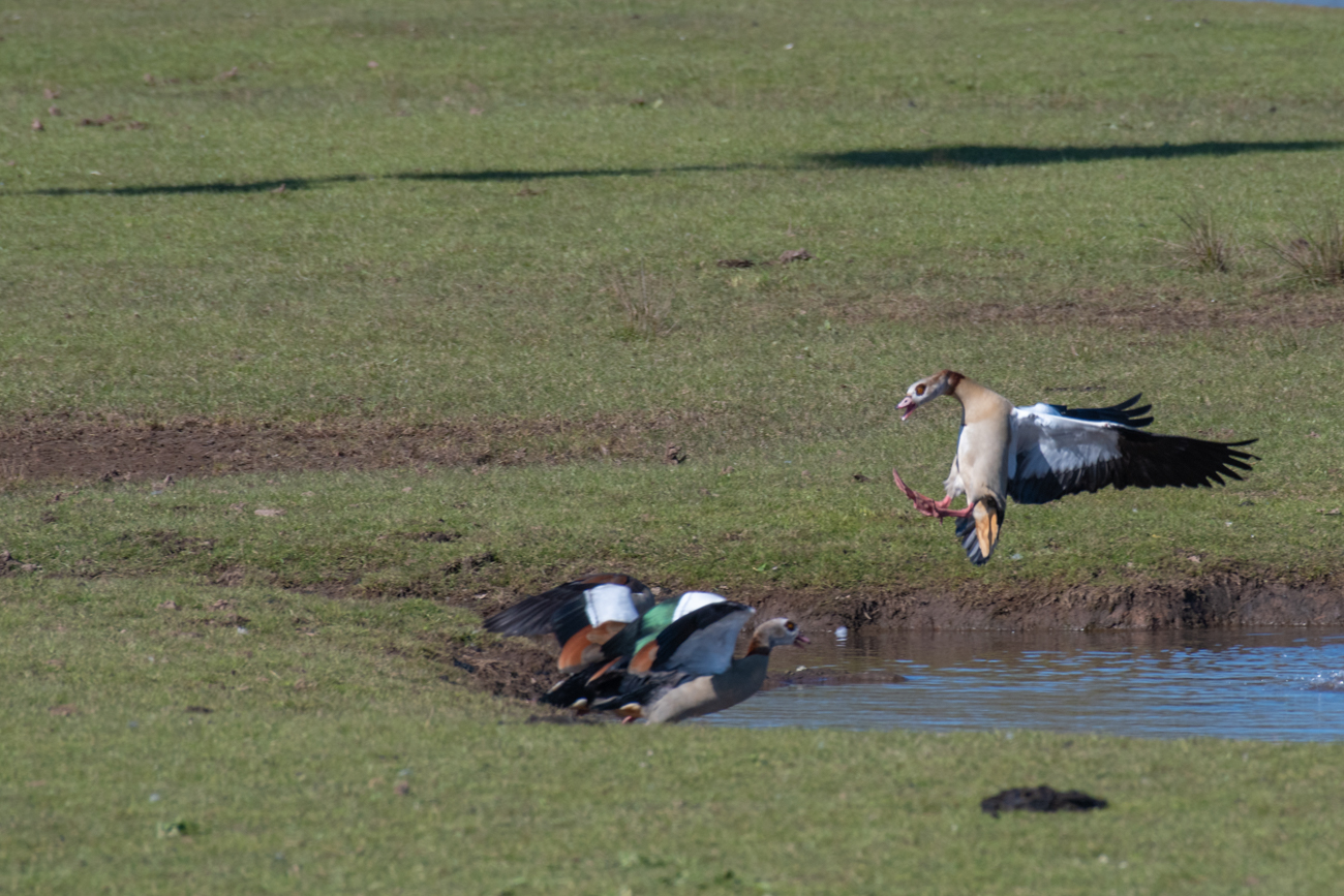Nilg&auml;nse