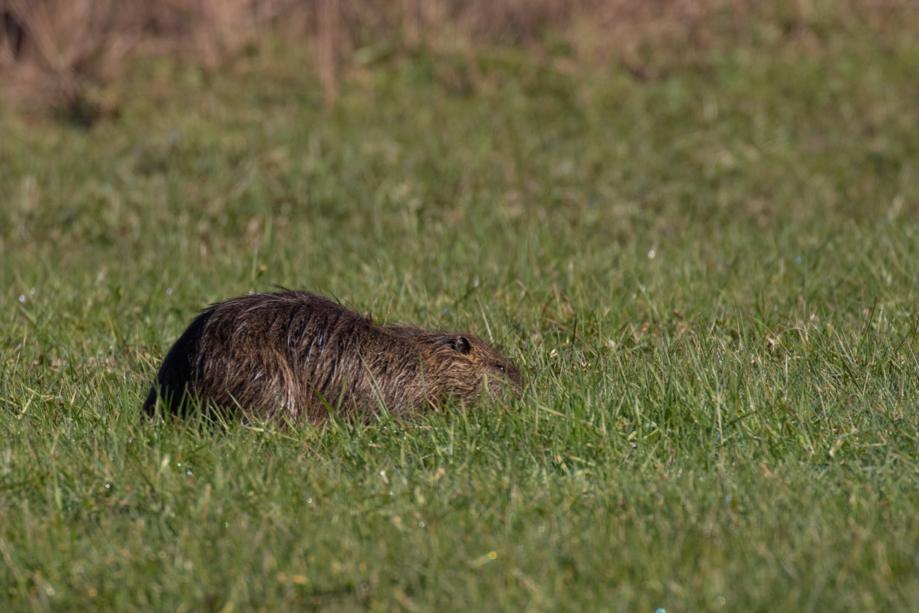 Nutria