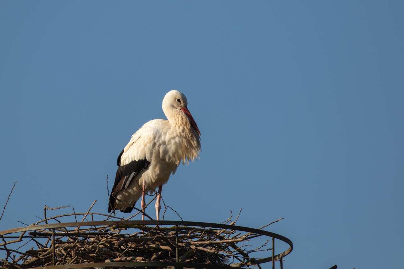 Ein weiteres Storchenpaar baut gerade an seinem Nest