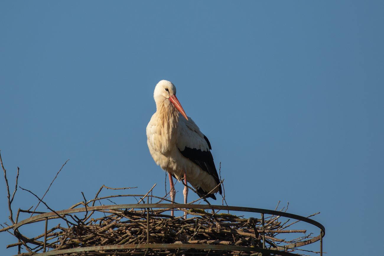 Warten auf den Partner ...