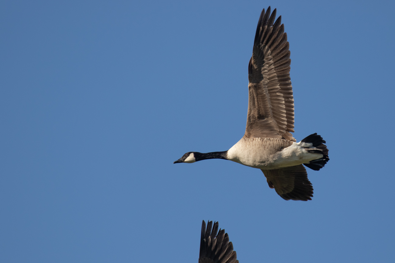 Fliegende Kanadag&auml;nse