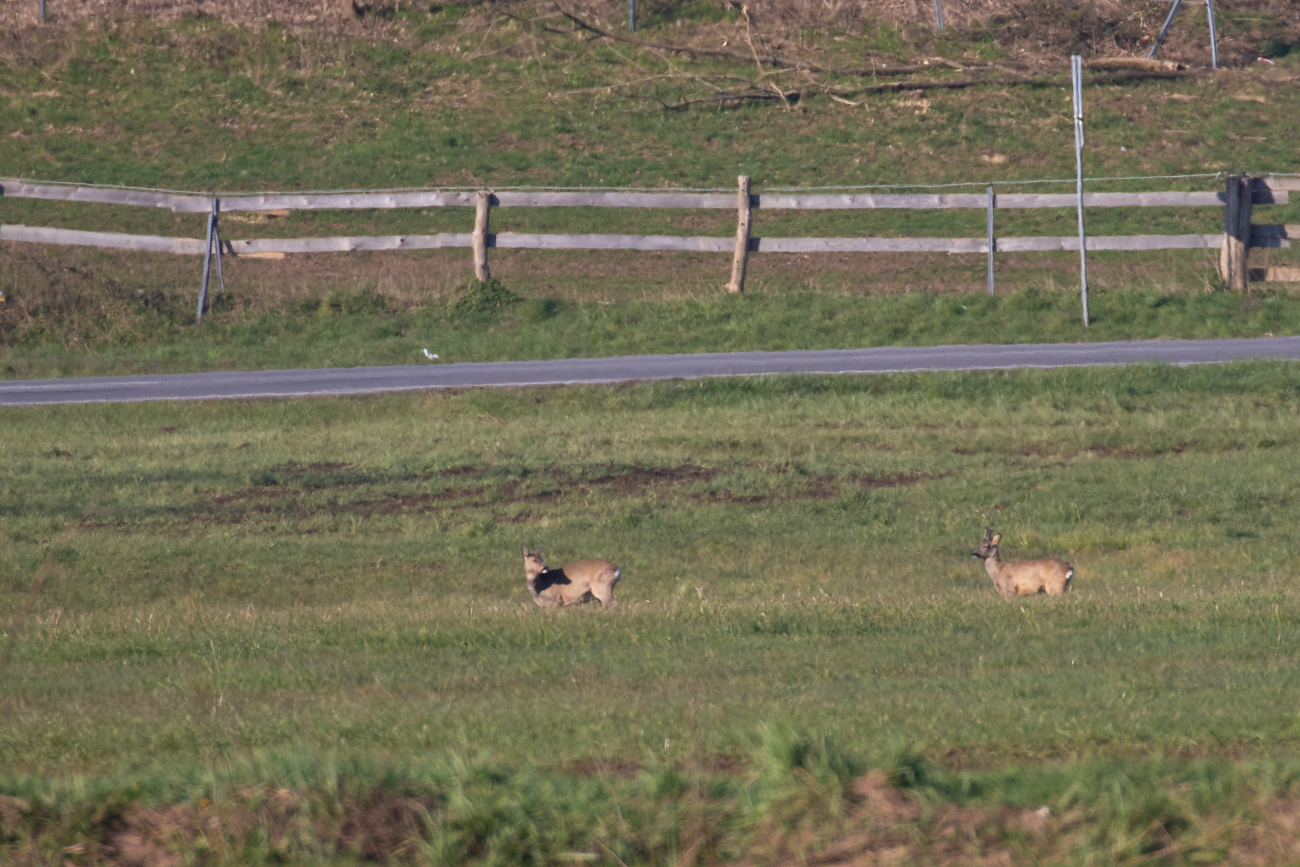 Weit entfernte Rehe, (Bild stark gecropt)