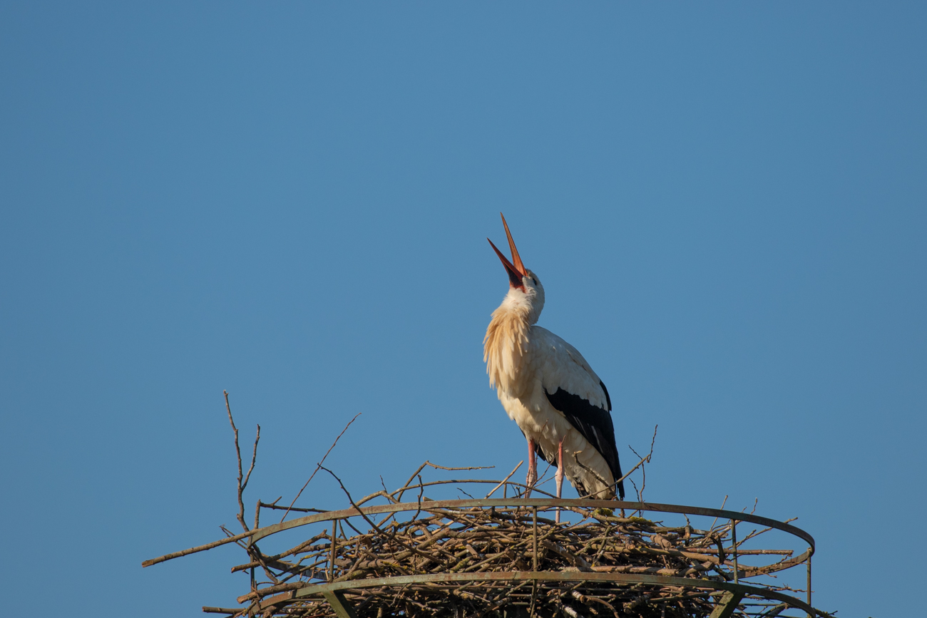 ... vielleicht hilft etwas klappern