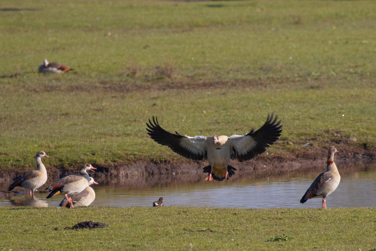 Landende Nilgans