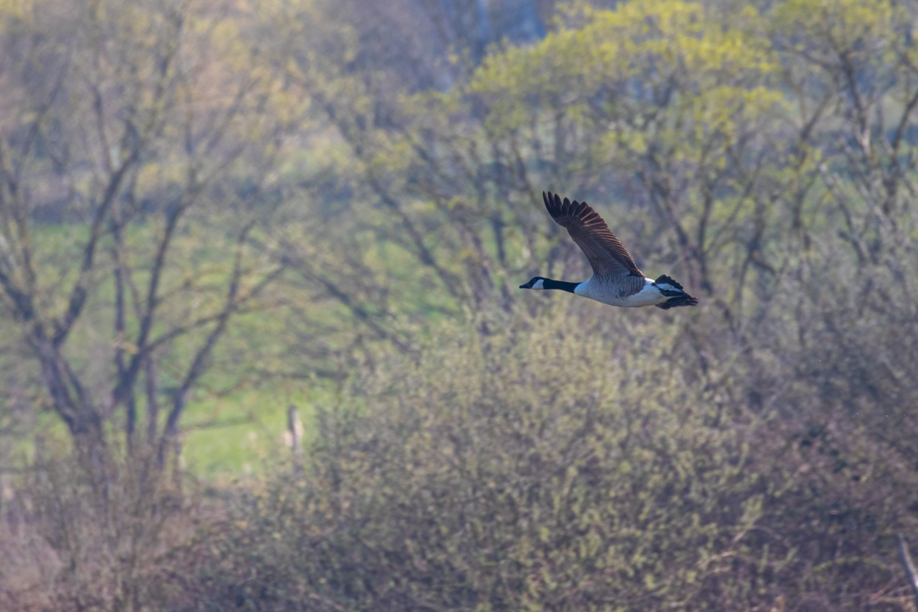 Fliegende Kanadagans