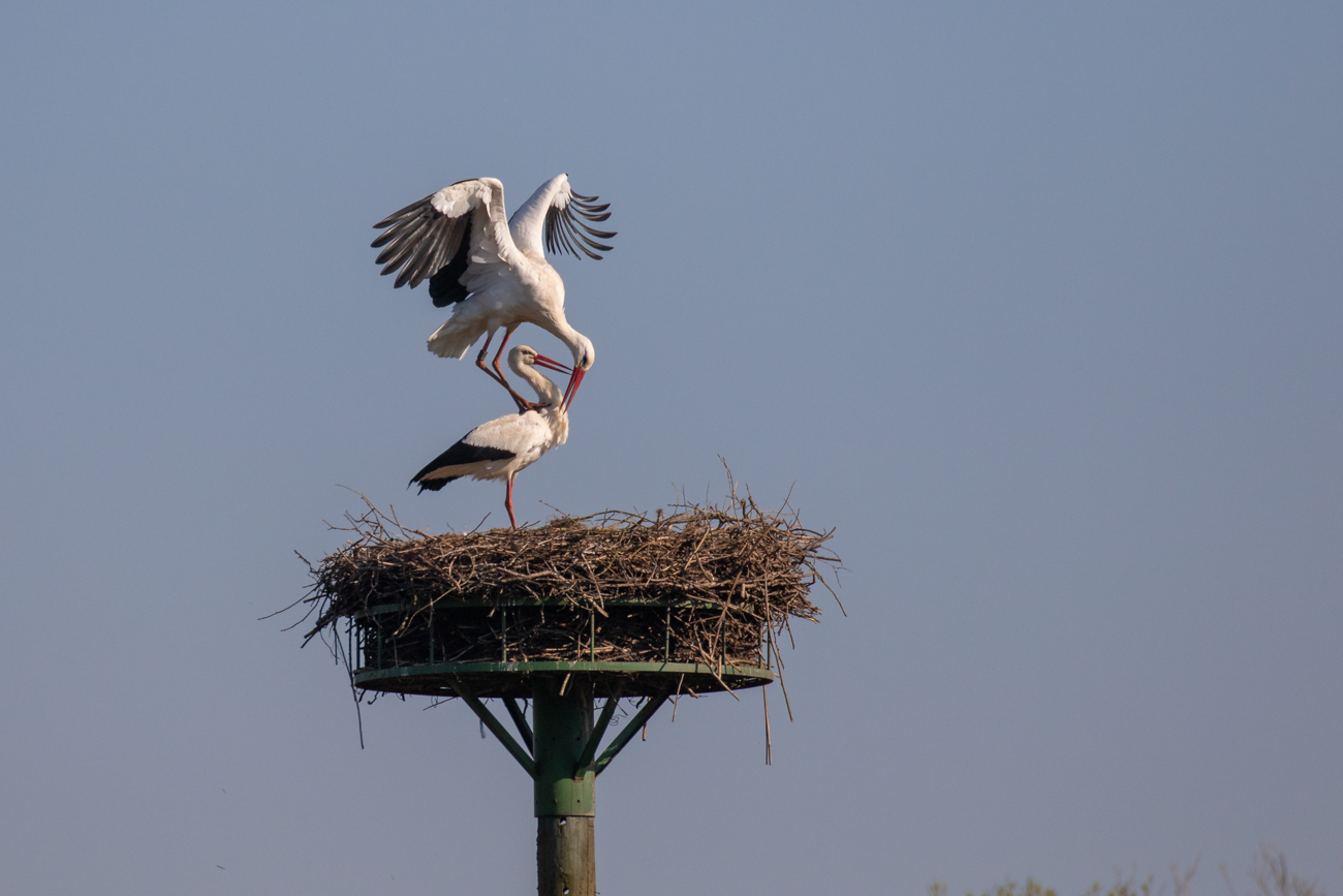 Storchenpaarung