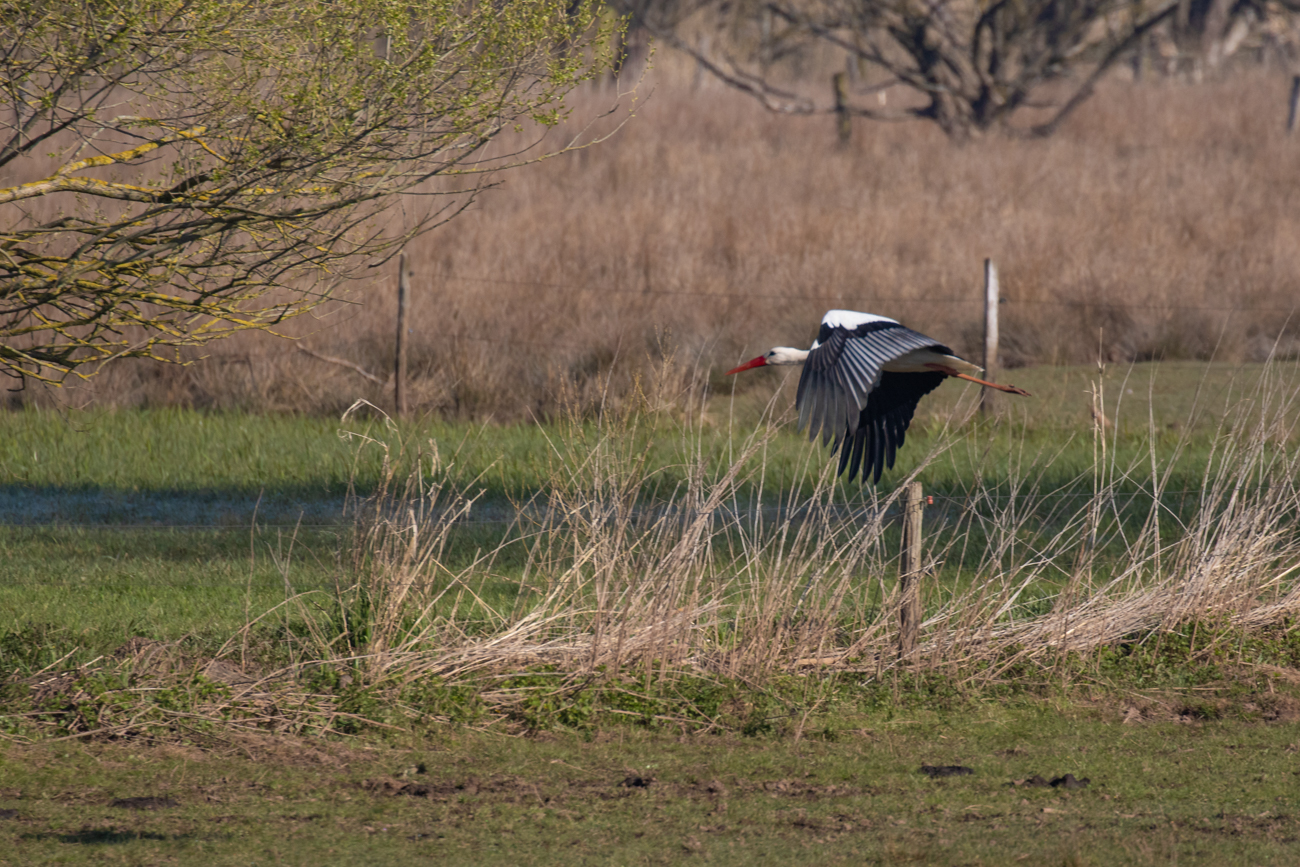 Wohin er wohl fliegt?