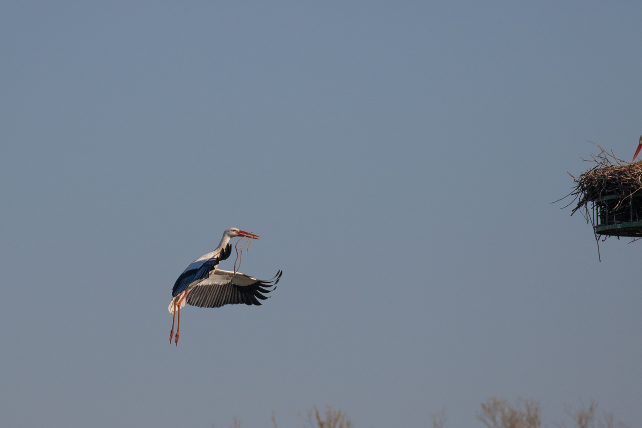Anflug mit Nistmaterial
