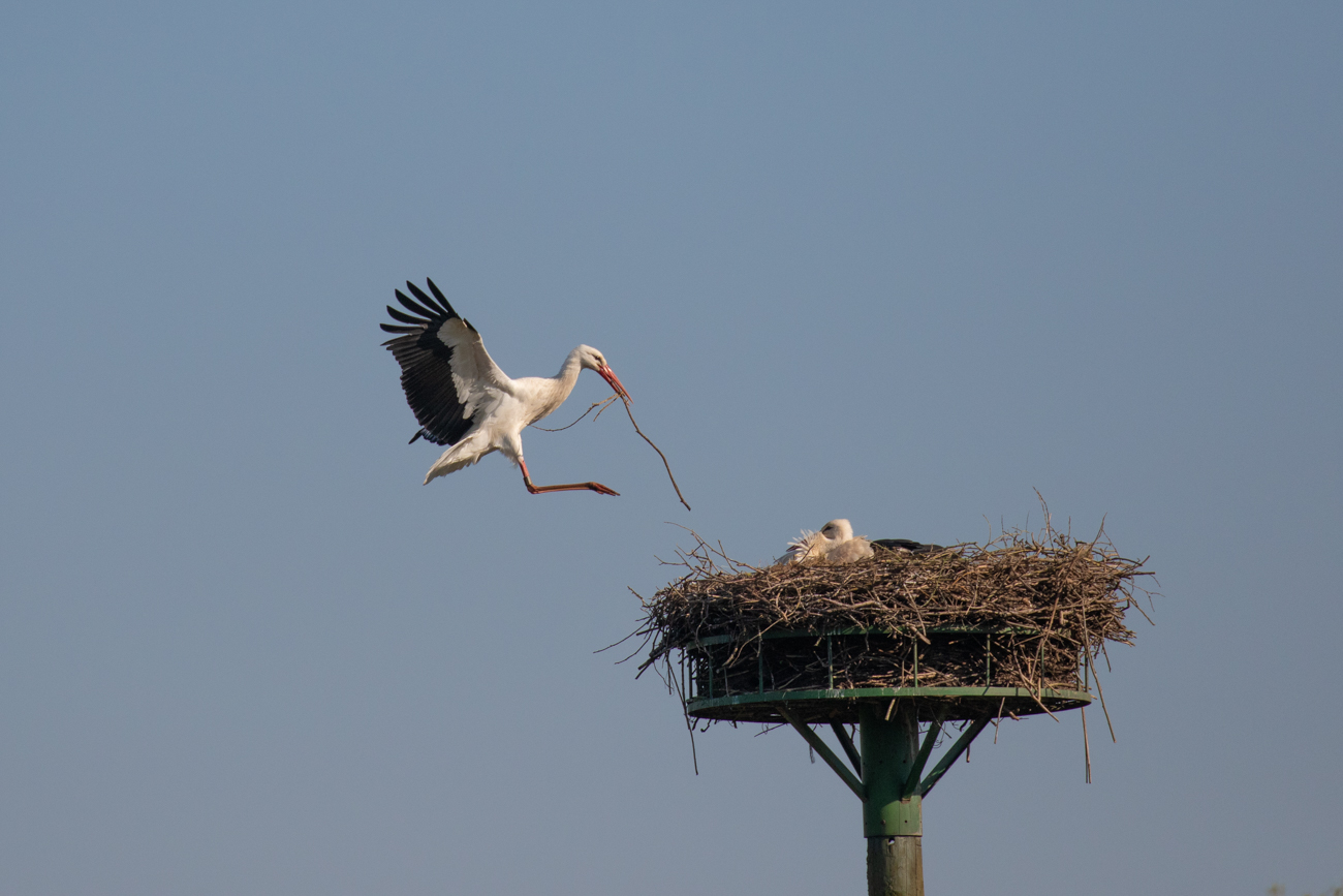 Anflug mit Nistmaterial