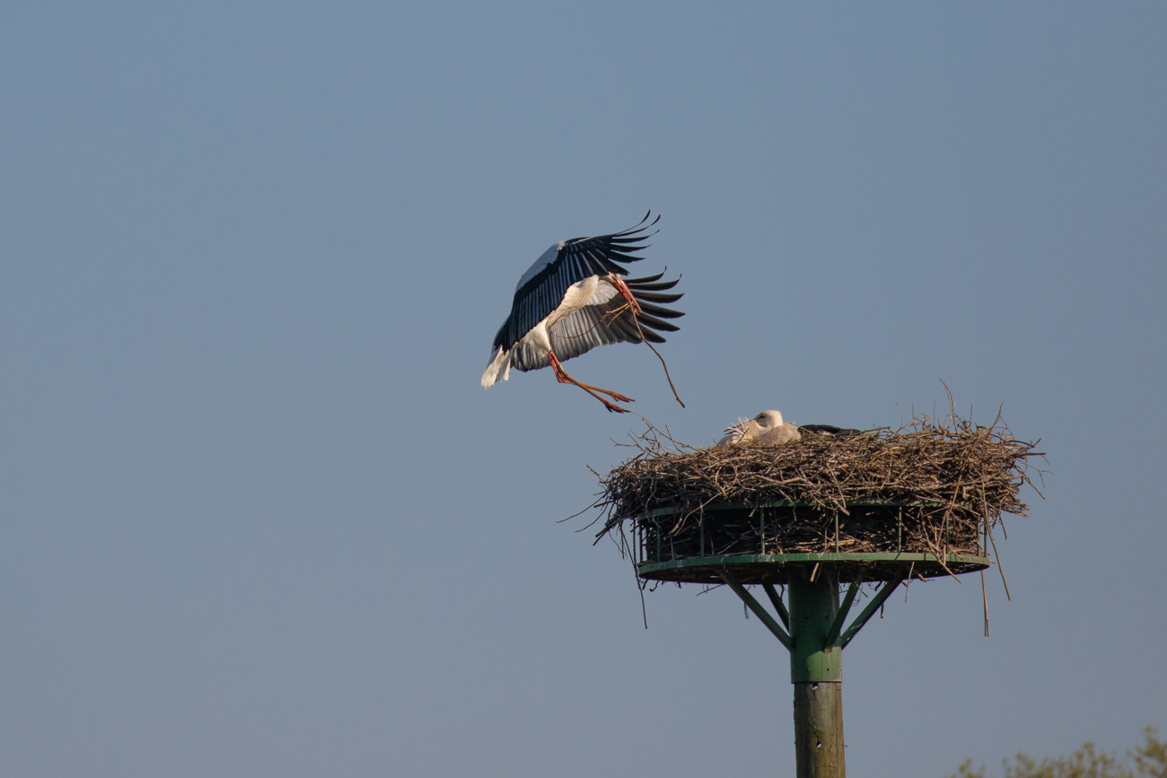 Anflug mit Nistmaterial