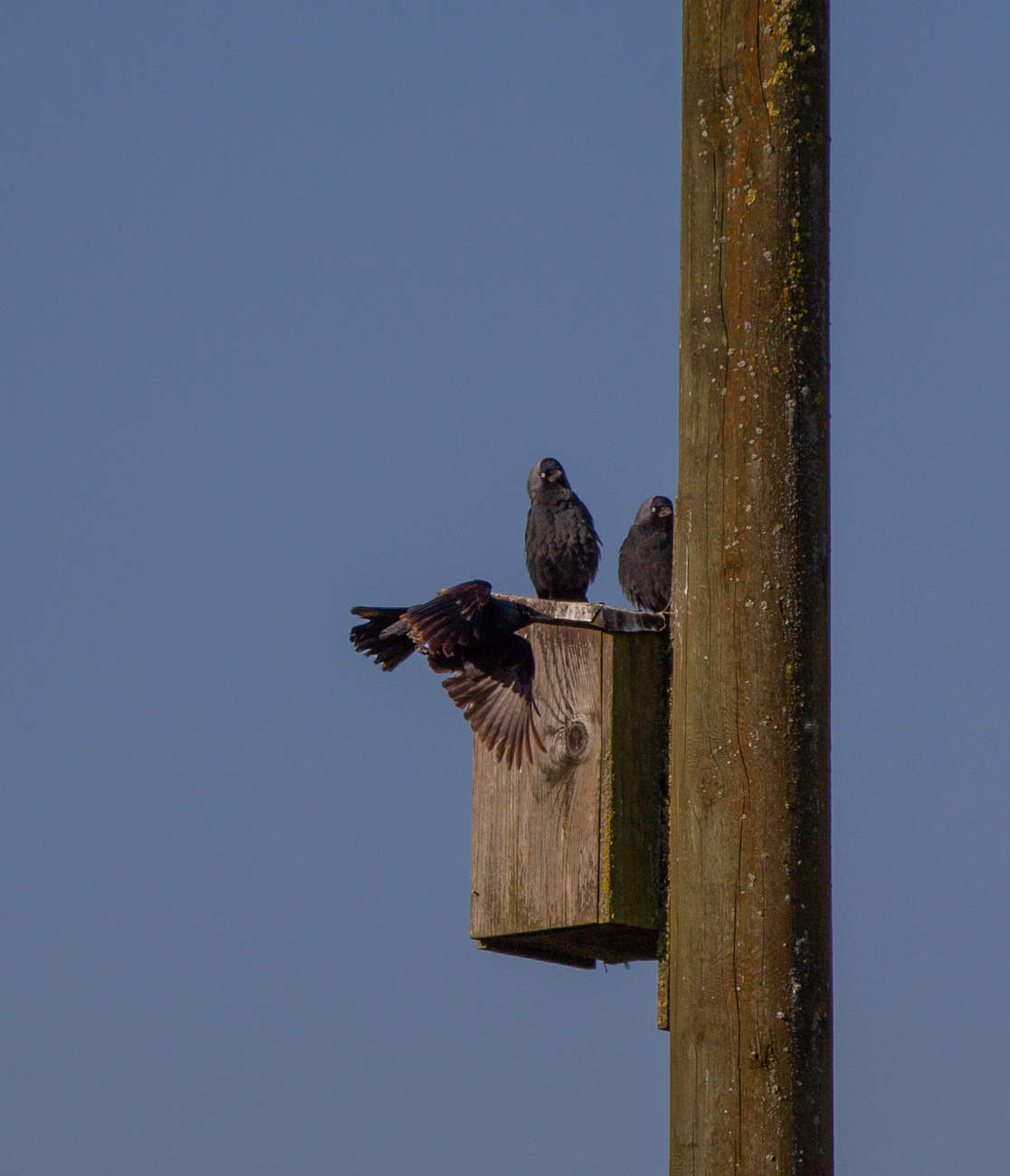 Dohlen an einem Nistkasten