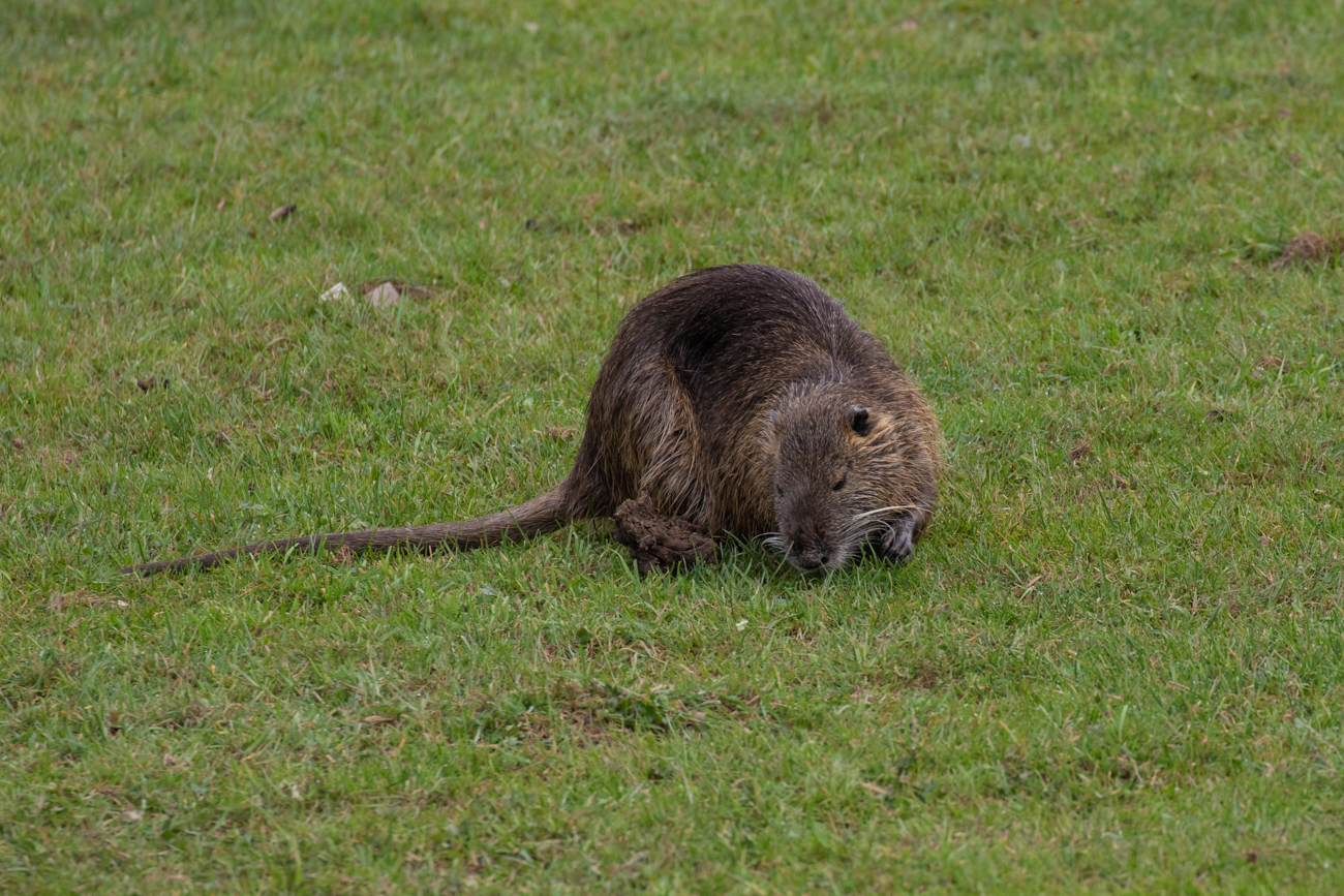 Nutria