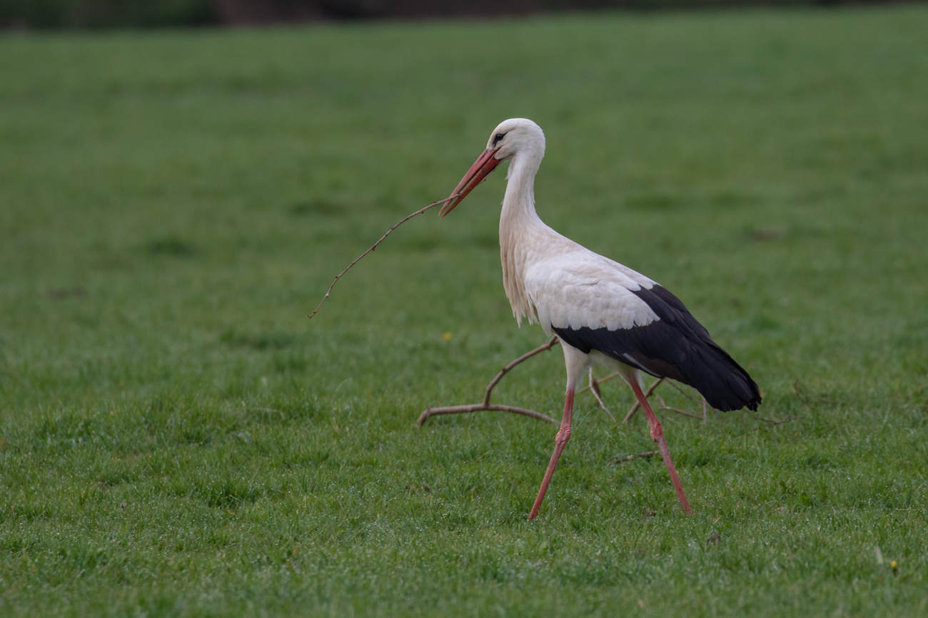 Zweige f&uuml;r das Nest werden gesammelt